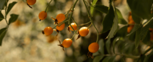 Omega 7: el ácido graso que cuida tu piel y mucosas